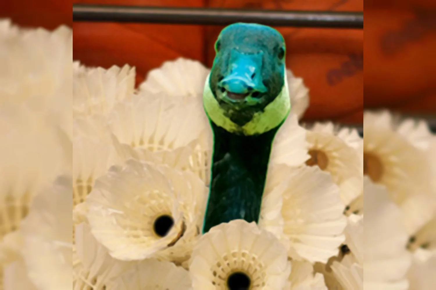 Diervriendelijk sporten