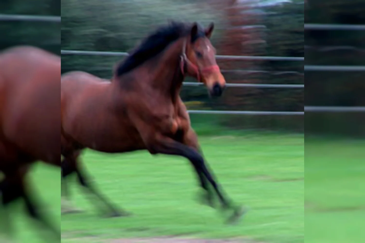 Bosch-Ridder en Khodabux-Ruiter in galop