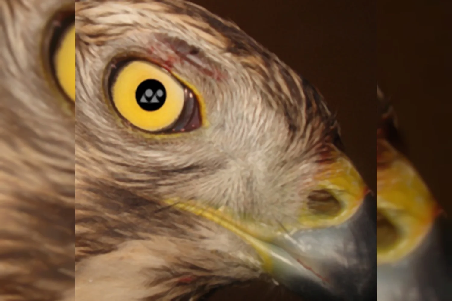 UPDATE - Piet Ridder: Niets wordt geschuwd om de Yonex Carltonspelers aan te pakken