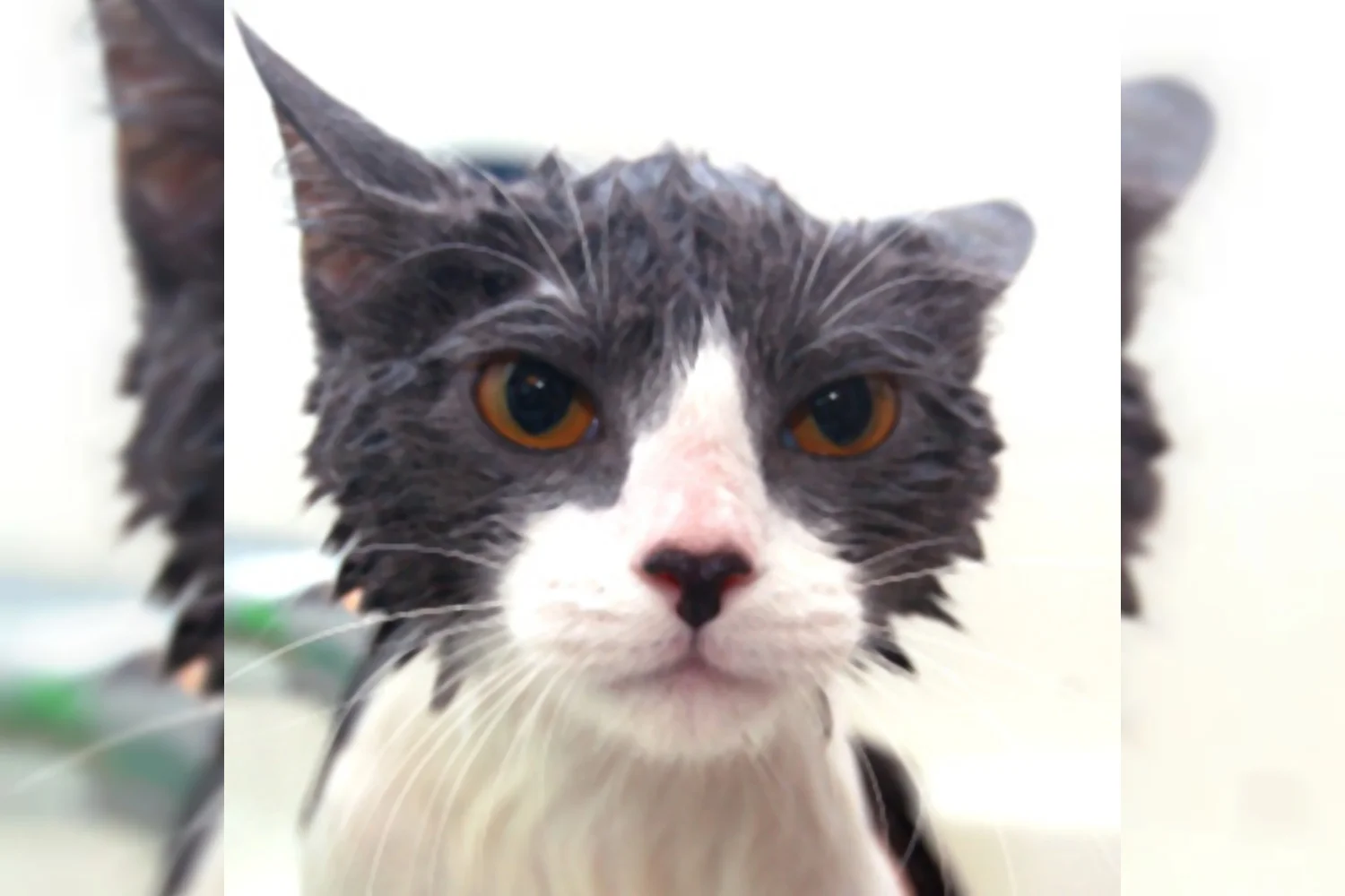 BV Almere trekt zich terug uit Carlton GT Cup