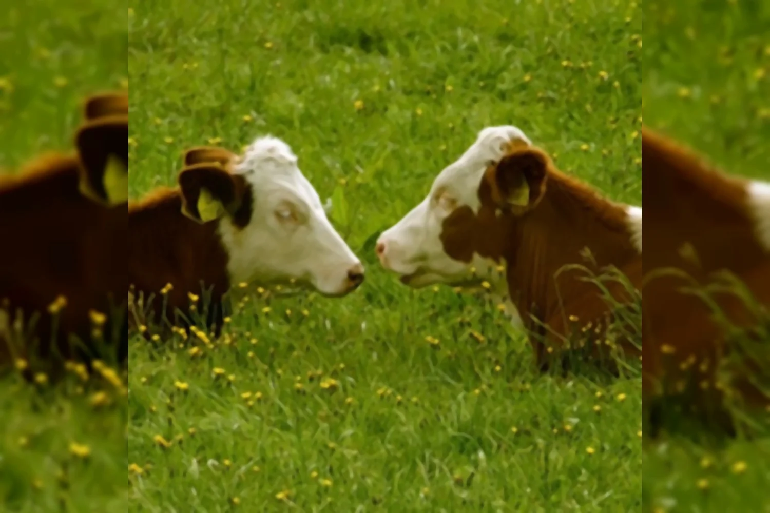 Het poldermodel werkt niet in de (top)sport