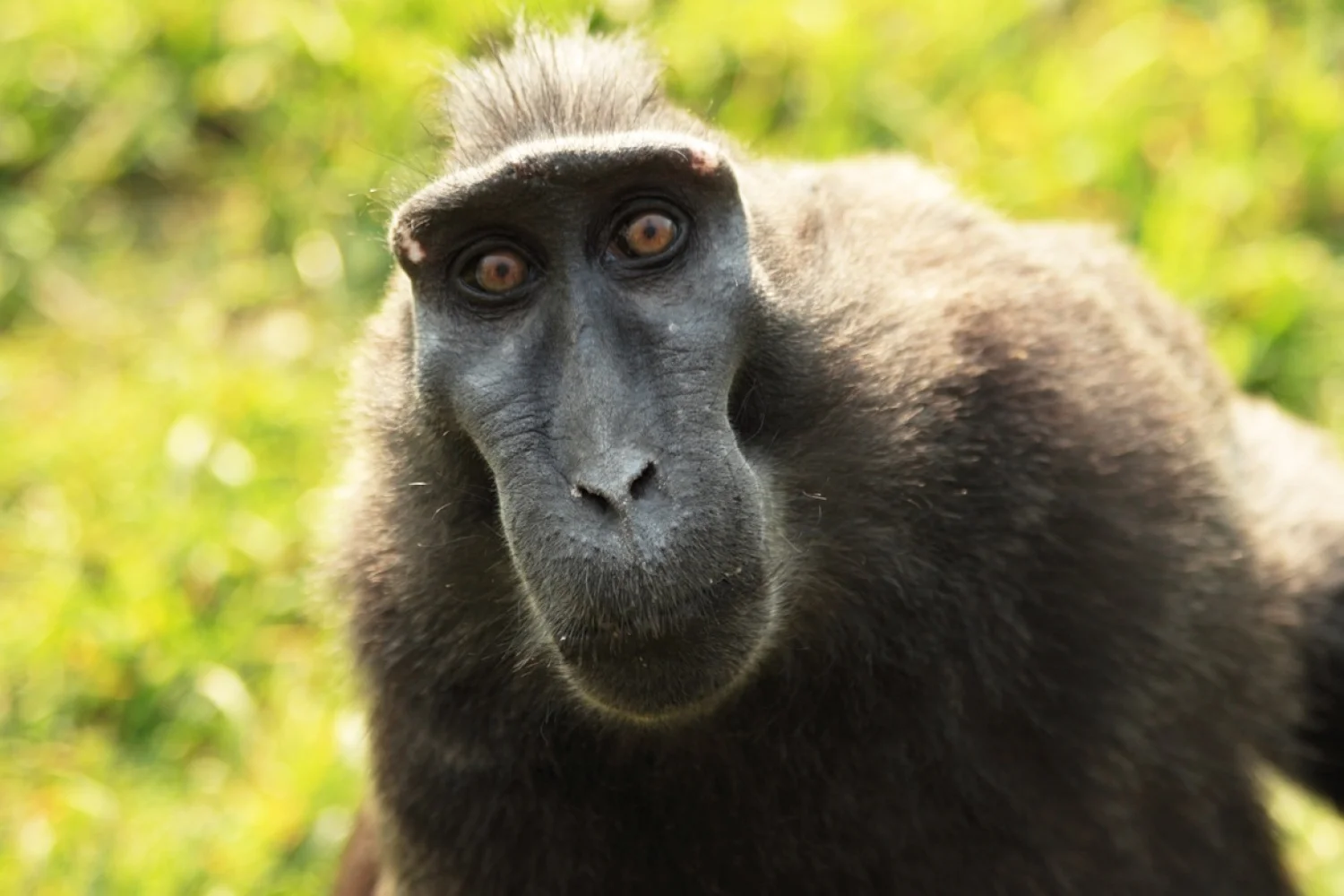 Het ontstaan van regels en tradities