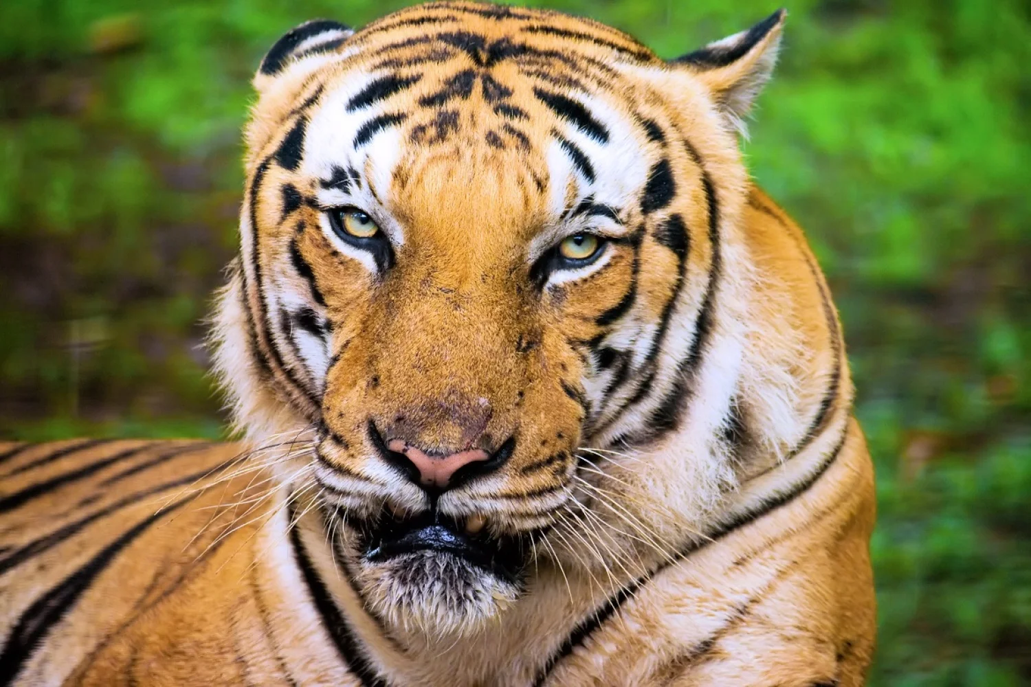 Badminton Nederland zoekt marketingtijger met online ervaring