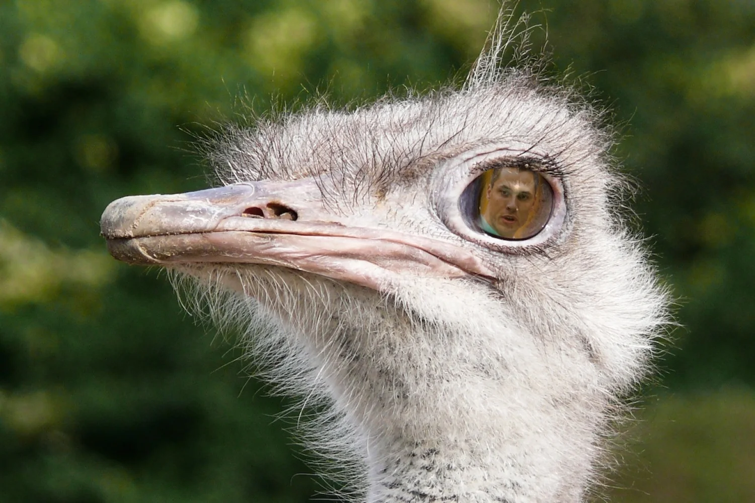 Confrontatievermijdend gedrag van Badminton Nederland: kop in het zand