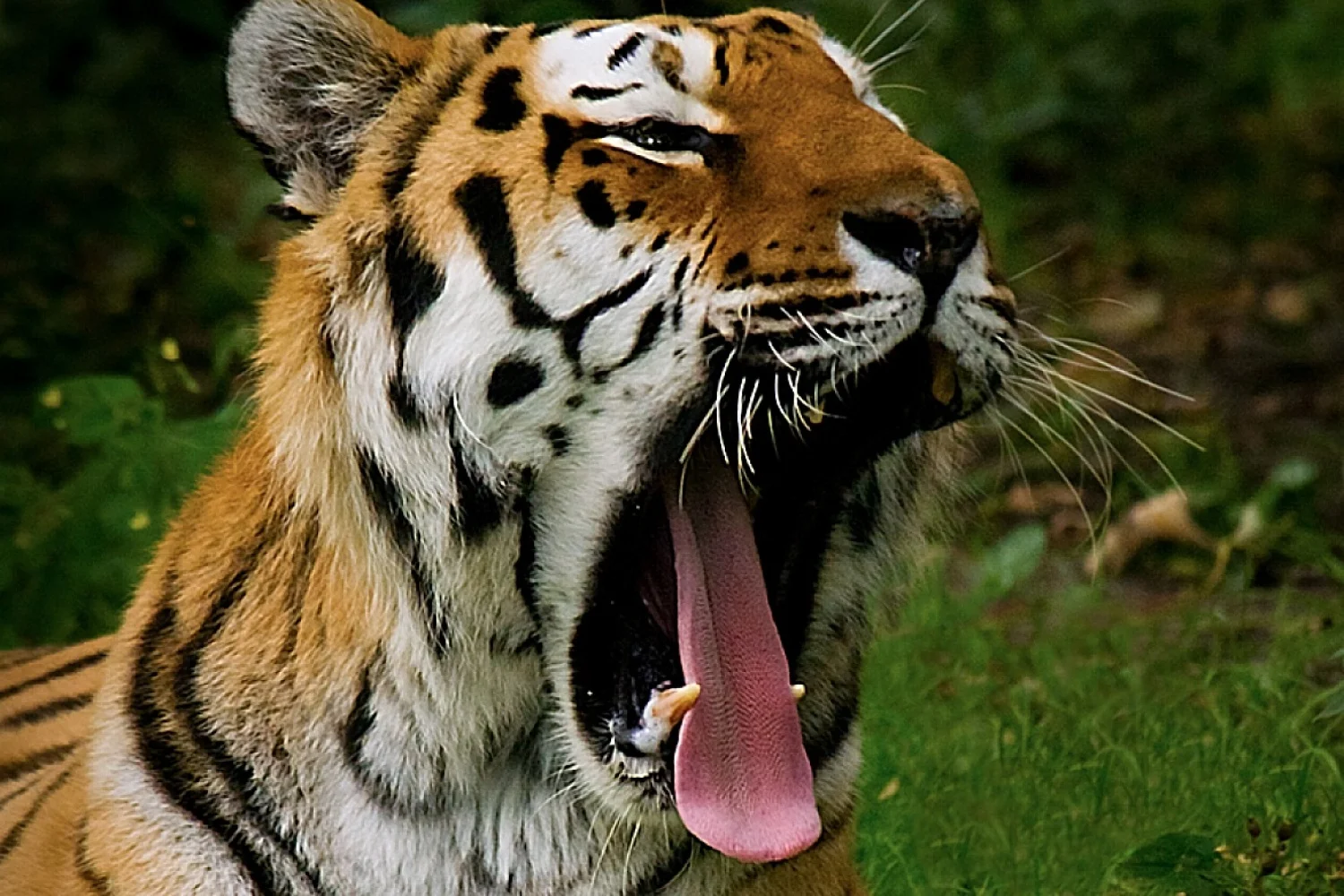 Stel je voor: er komt een sabeltandtijger achter je aan