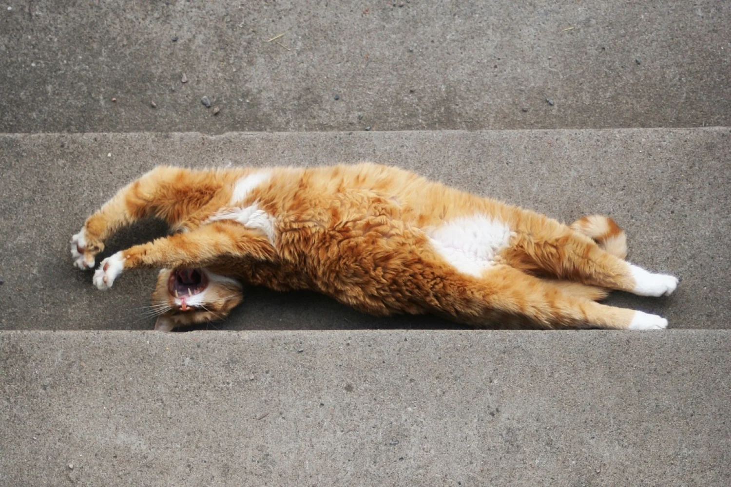 De titel trainer onwaardig