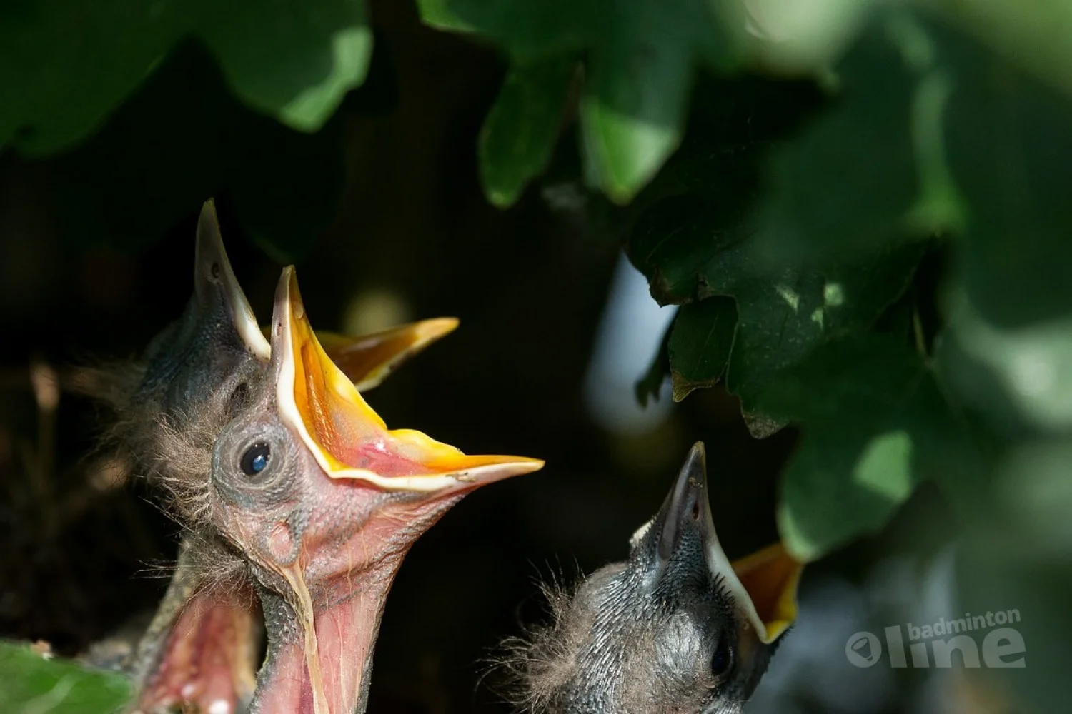 Welke toekomst heeft talentontwikkeling in het noorden van Nederland?