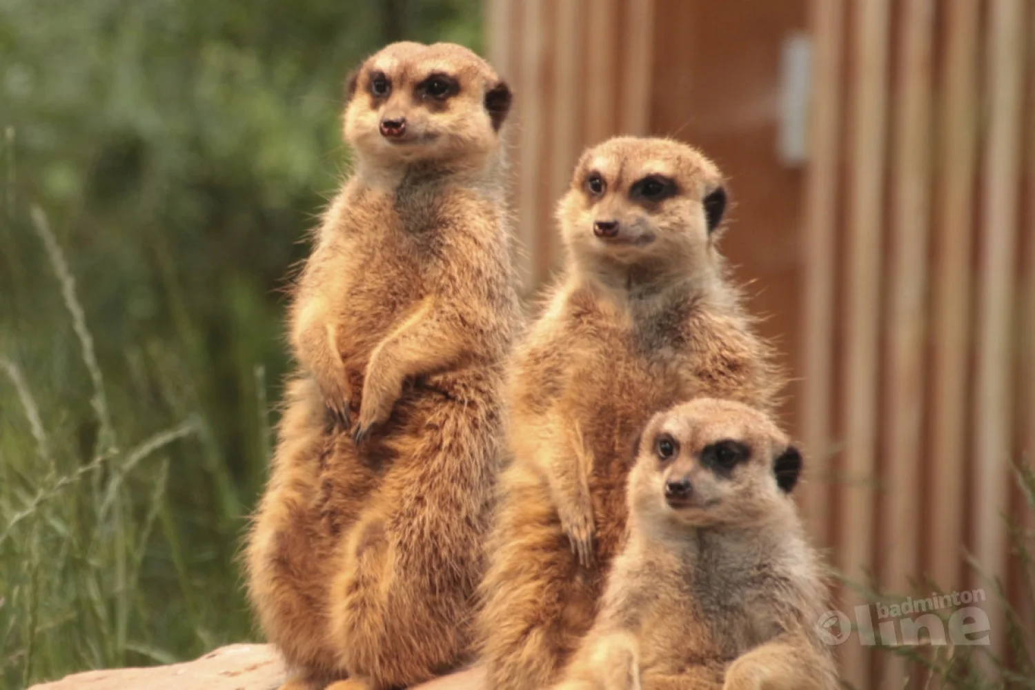Badminton Nederland-ambtenaren oog-in-oog met topbadmintonners op Papendal
