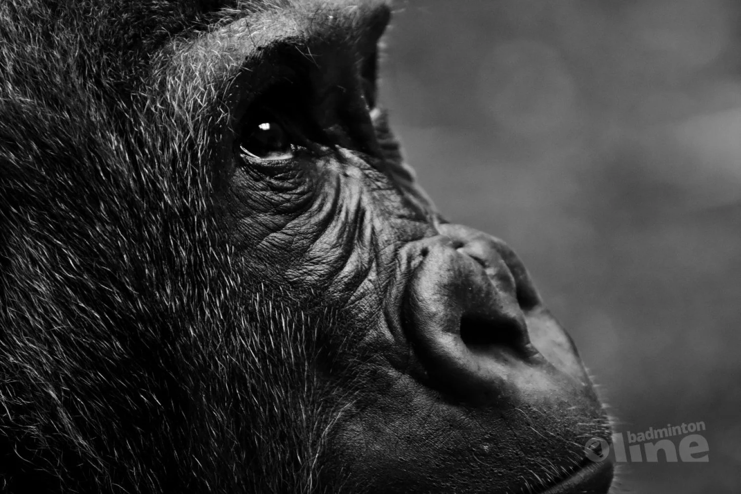 Pim Kwaks: Heeft Paul Kleijn toch gelijk?