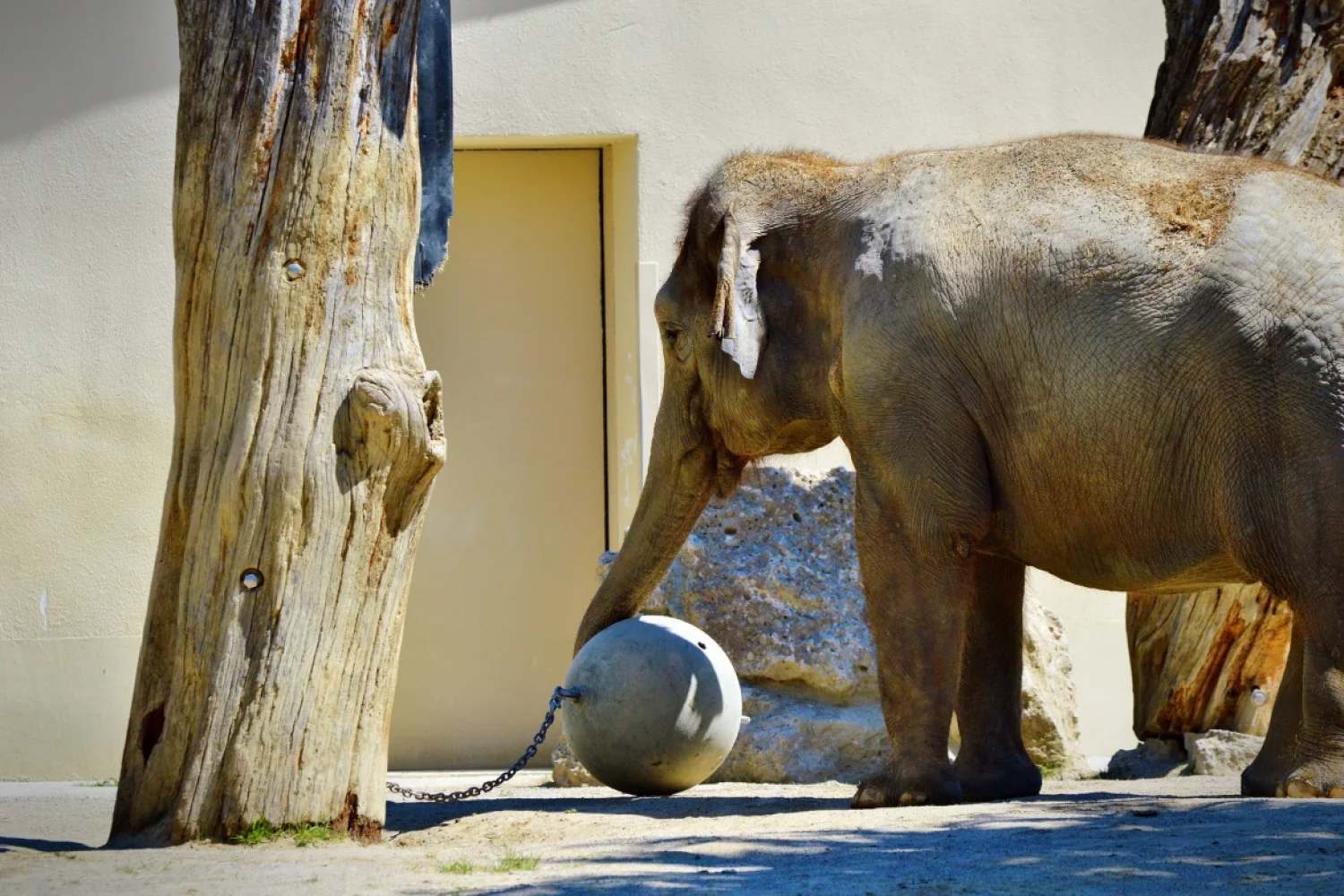 Trekken aan een kapotte olifant... Waar gaat dit over!?