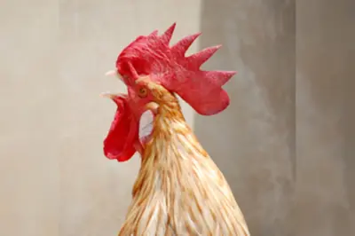 Zijn mannen nou zo dom?