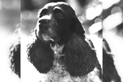 Het hondje van Nixon