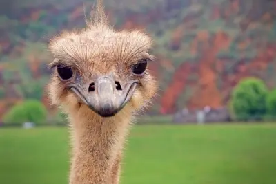 Succesvol NK Badminton 2016: wie houdt wie voor de gek?