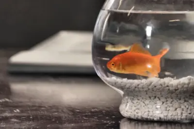 De ontwikkelingpuzzel van jeugdbadmintonners - Deel I