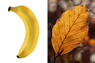 Krom ontmoet (bl)aad(je) in Denemarken