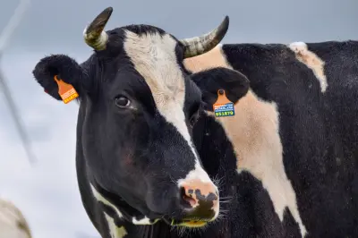 Competitie spelen bij Badminton Nederland? Ruim 300 euro per team aftikken!